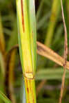 River bulrush